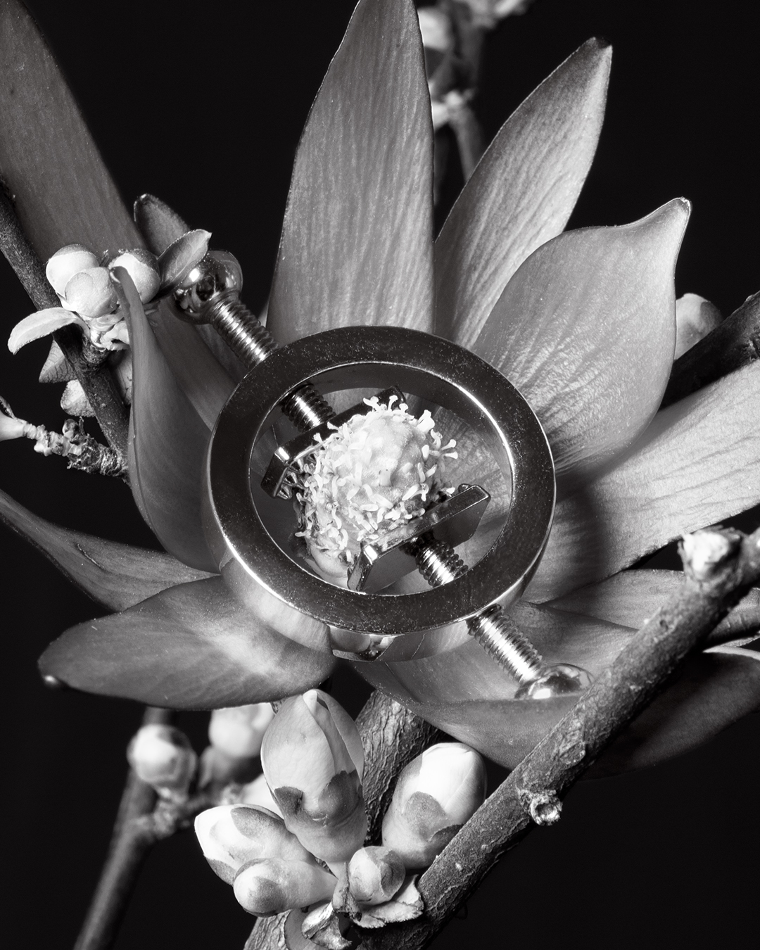 Close up black and white image of a flower pistil in a nipple clamp